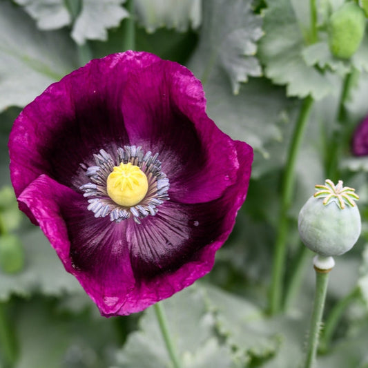 Opievallmo ´Lauren´s Grape´