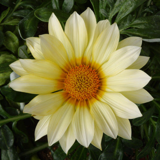 Påfågelblomster ´Gazoo Clear Vanilla’