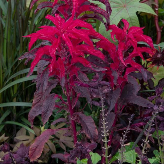 Papegojamarant ´Early Splendor´