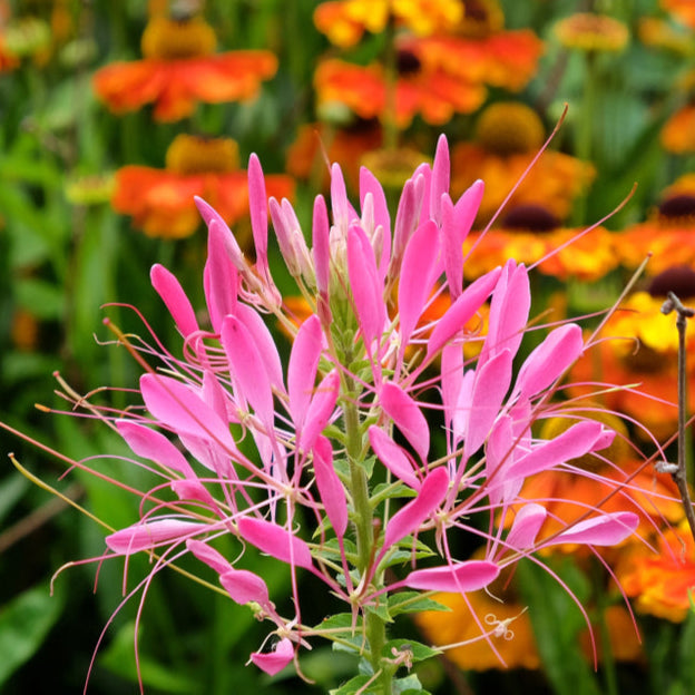 Paradisblomster ´Cherry Queen´
