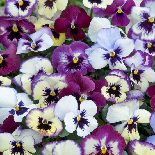 Pensé ´Floral Days Raspberry´