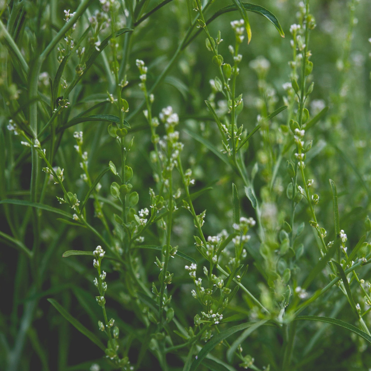 Bukettkrasse/Persian Cress