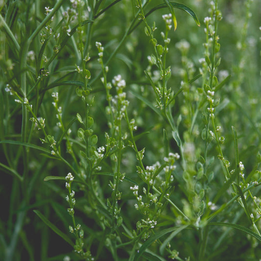 Bukettkrasse/Persian Cress