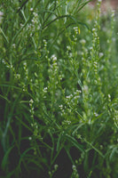 Bukettkrasse/Persian Cress