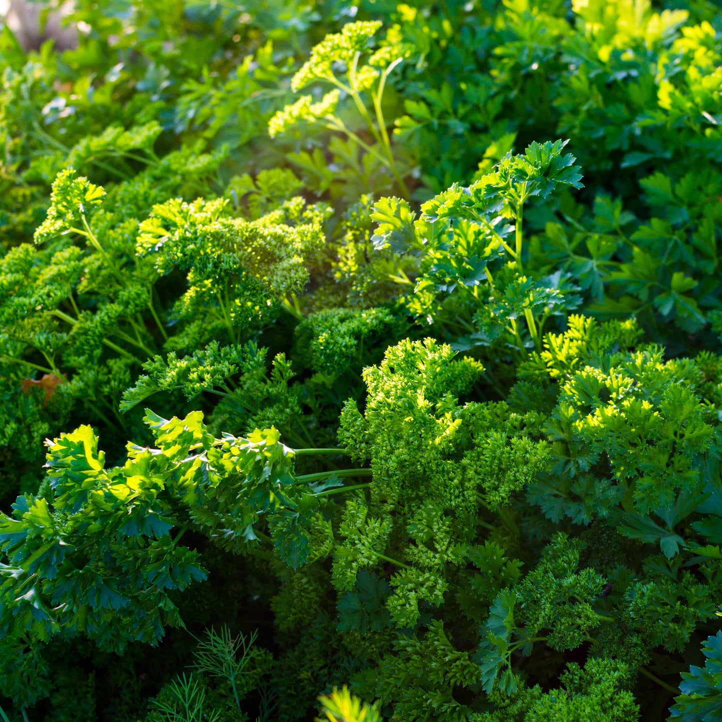 Persilja, krusbladig