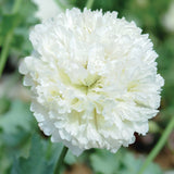 Pionvallmo ´Applegreen´