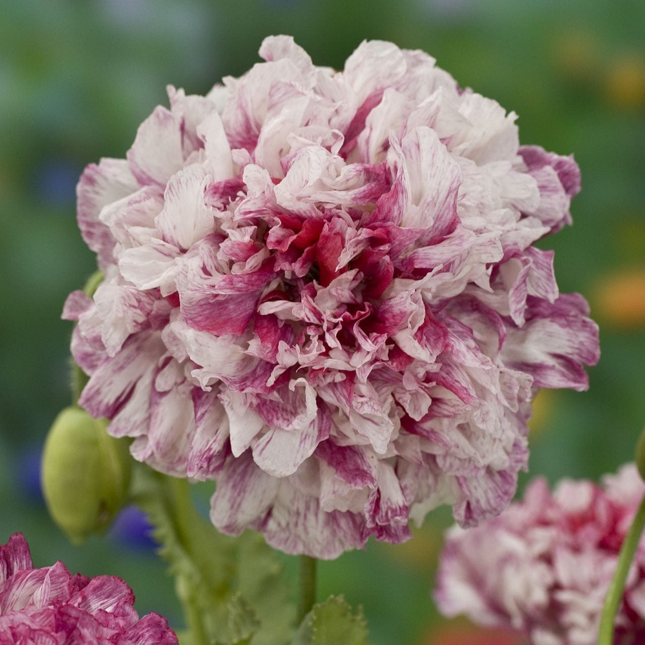 Pionvallmo ´Flemish Antique Peony´