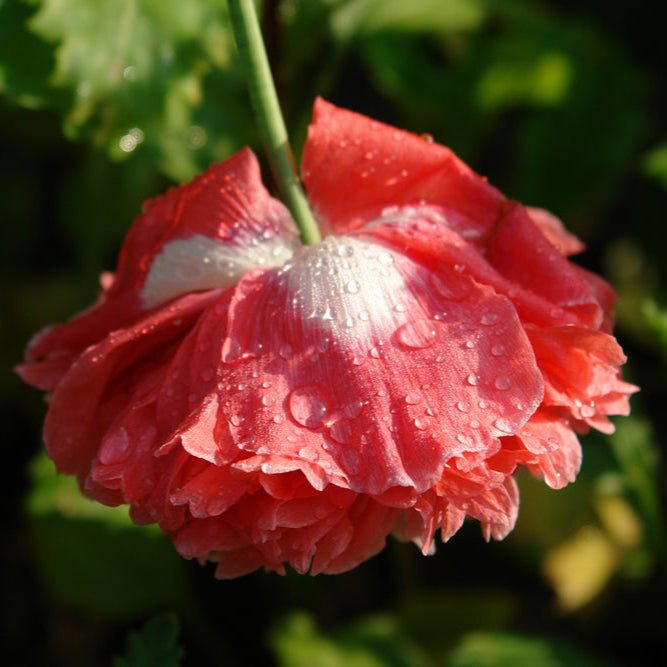 Pionvallmo ´Frosted Salmon Peony´