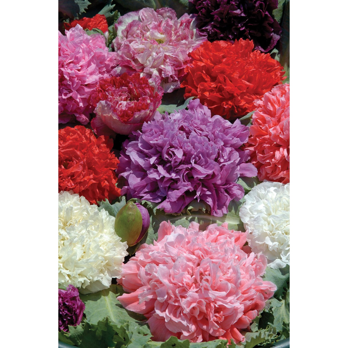 Pionvallmo ´Ooh La La´