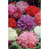 Pionvallmo ´Ooh La La´