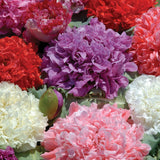 Pionvallmo ´Ooh La La´