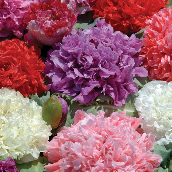 Pionvallmo ´Ooh La La´