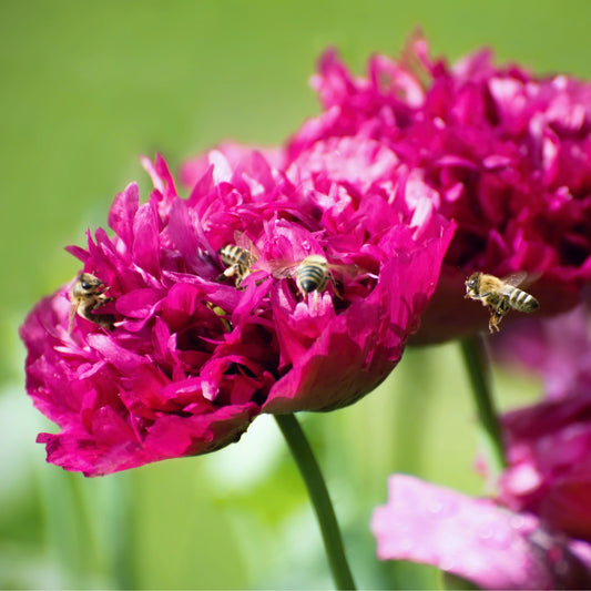 Pionvallmo ´Purple Peony´