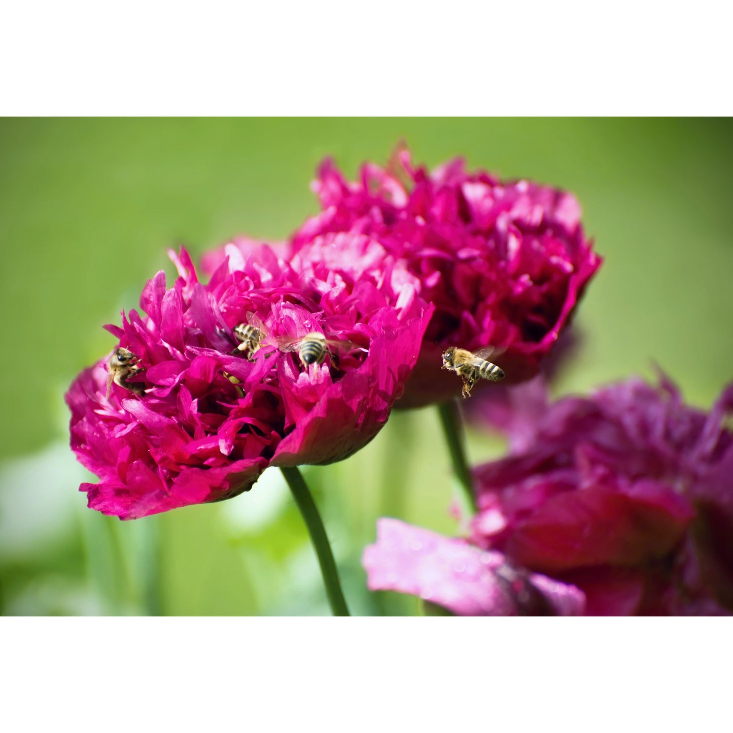Pionvallmo ´Purple Peony´
