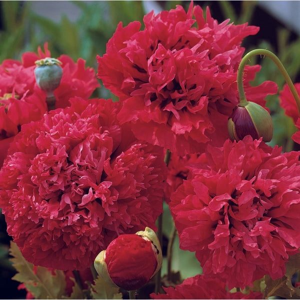 Pionvallmo ´Red Pom Poms´