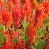 Plymört ´Fresh Look Orange´