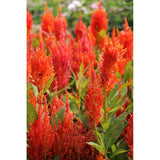 Plymört ´Fresh Look Orange´