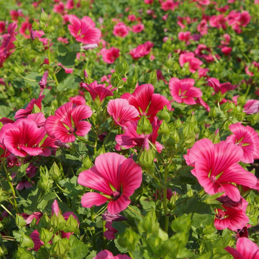 Praktmalva ´Vulcan´