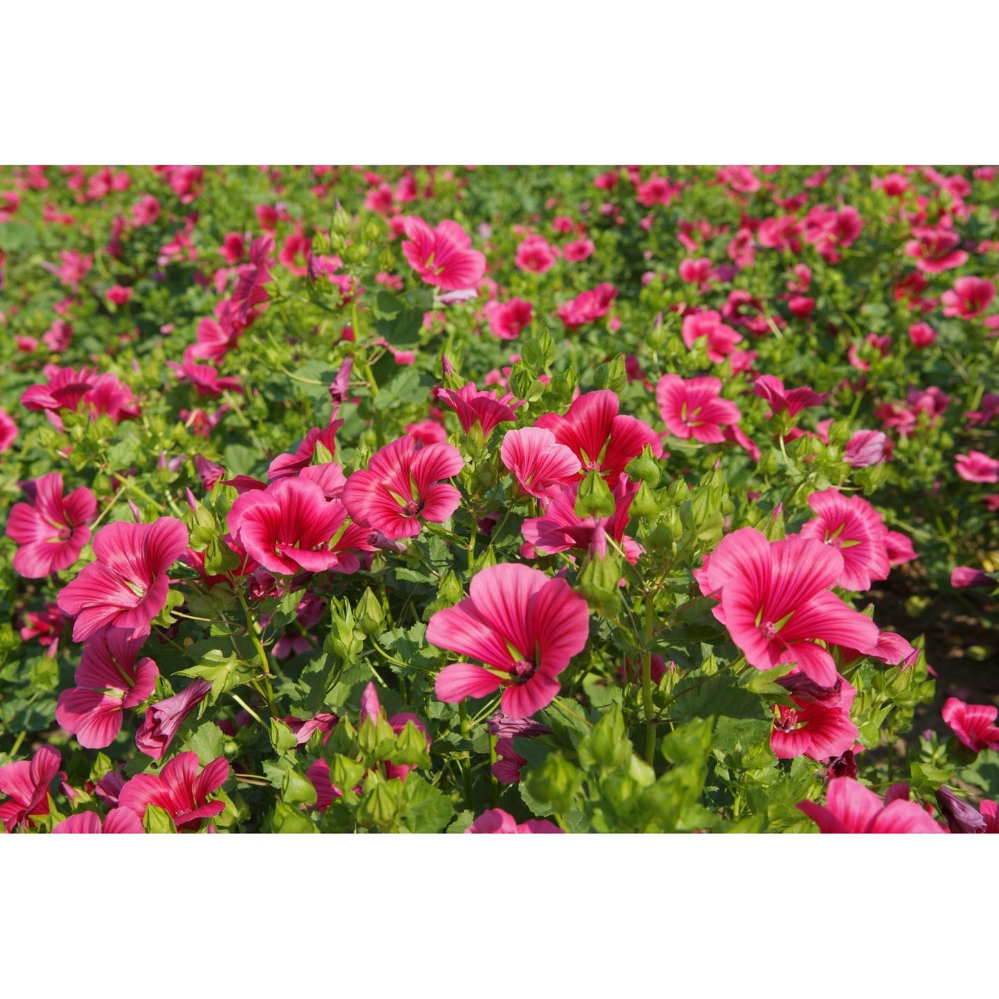 Praktmalva ´Vulcan´