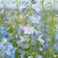 Praktriddarsporre ´Cliveden Beauty´