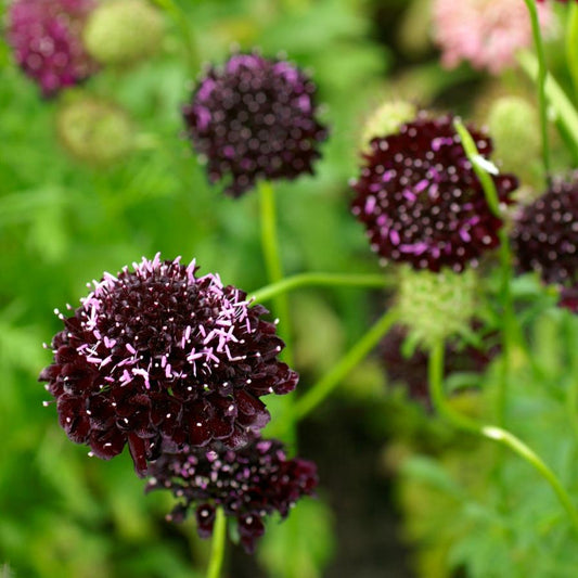 Praktvädd ´Qis Black Purple´