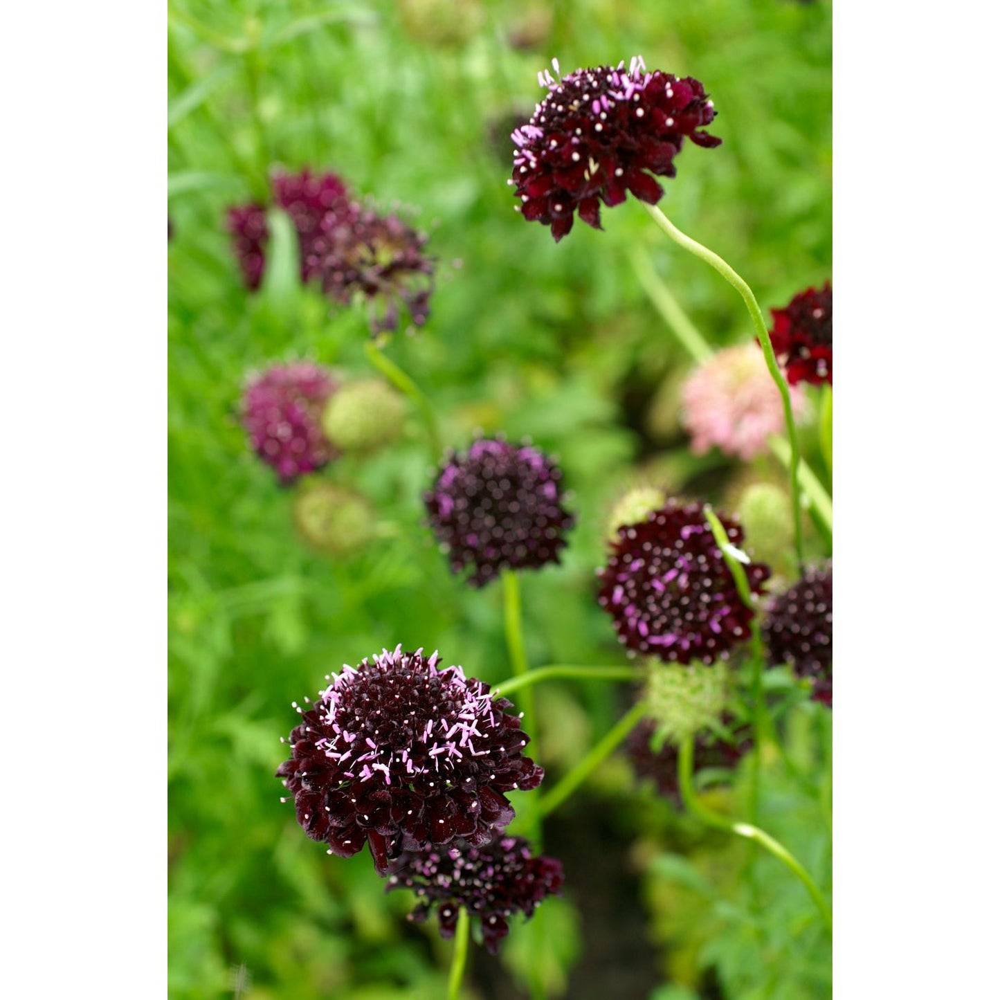 Praktvädd ´Qis Black Purple´