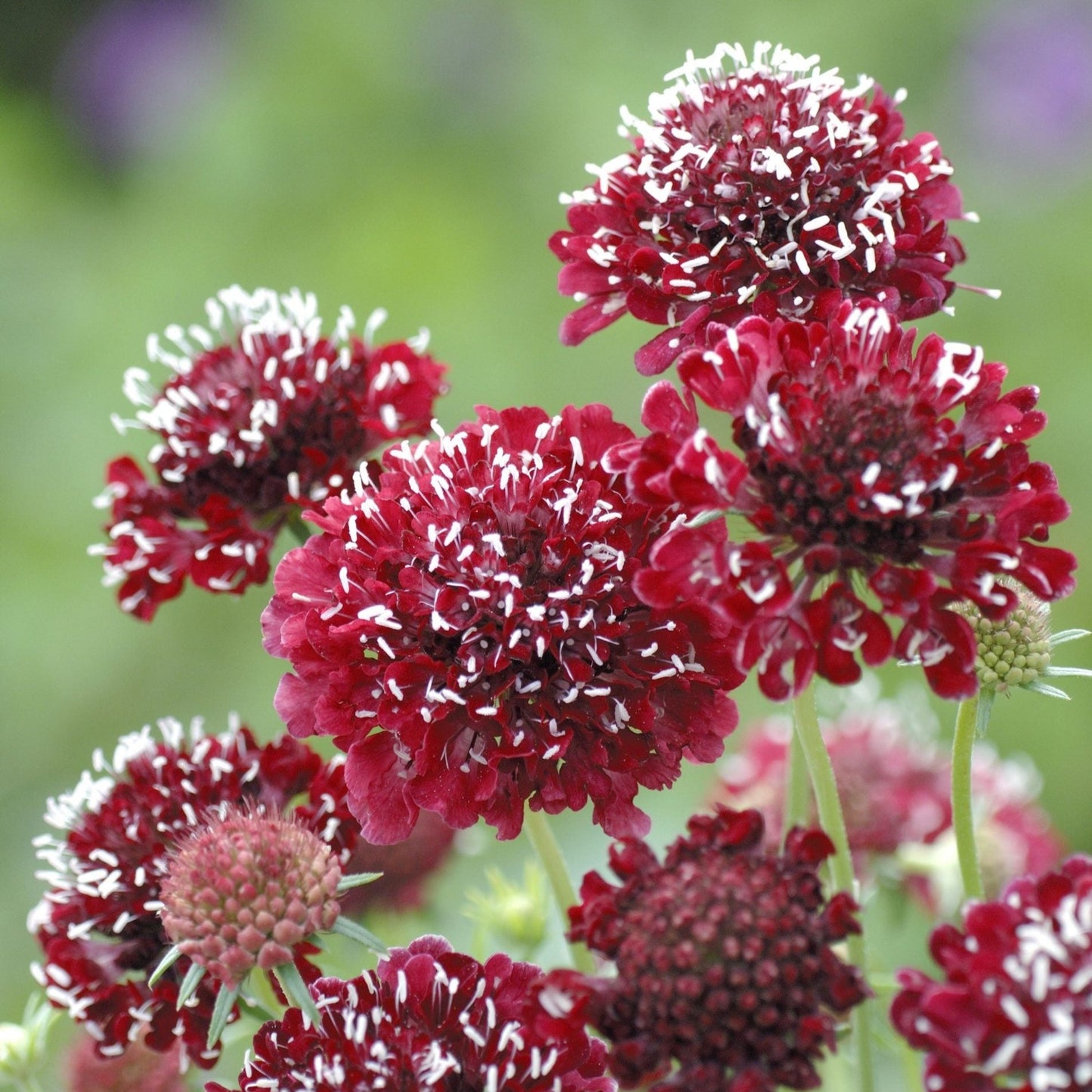 Praktvädd ´Fire King´