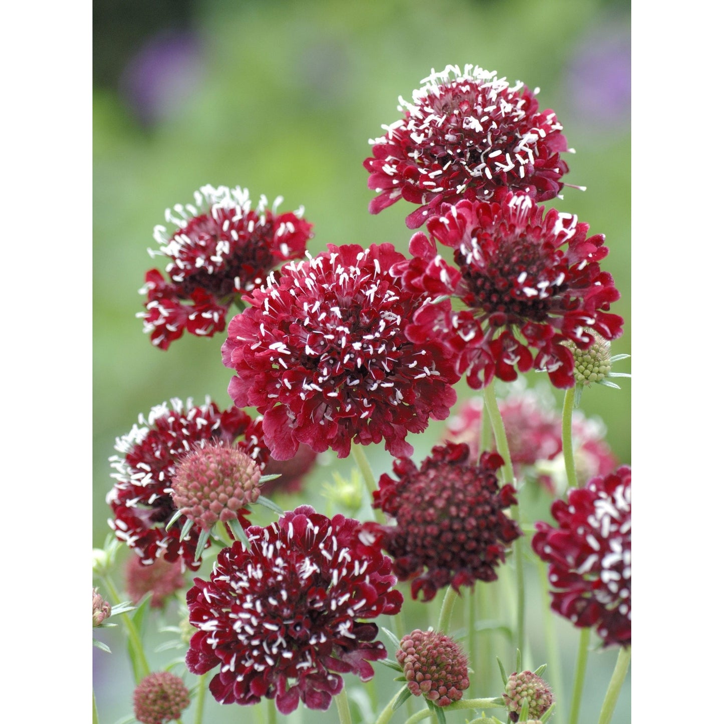 Praktvädd ´Fire King´