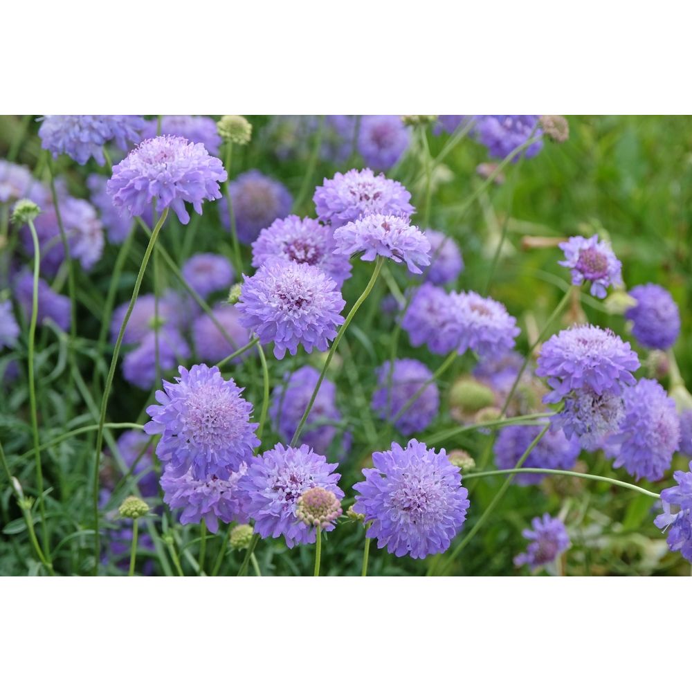 Praktvädd ´Oxford Blue´