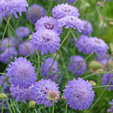 Praktvädd ´Oxford Blue´