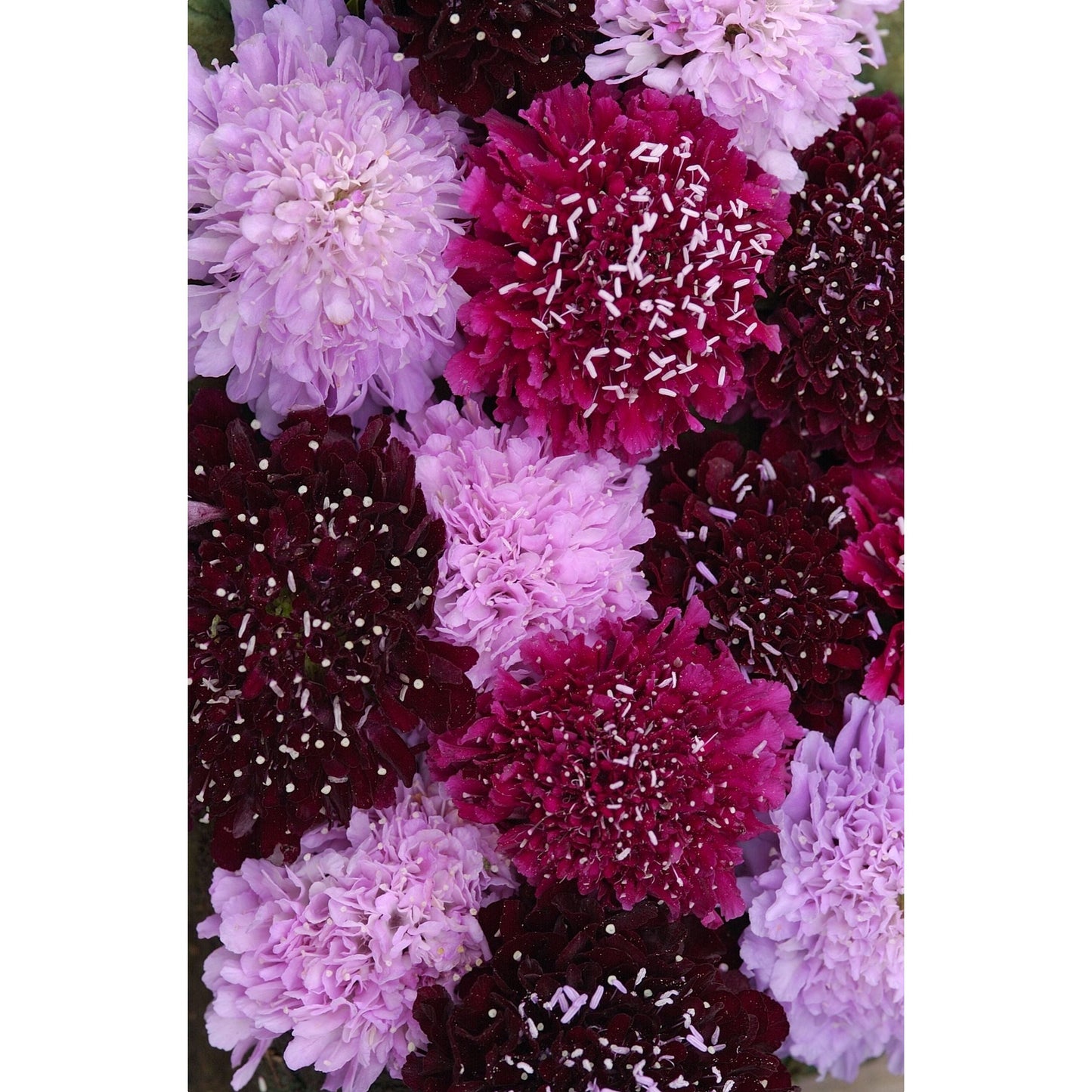 Praktvädd ´Summer Fruits´