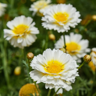 Kranskrage ´Primrose Gem´