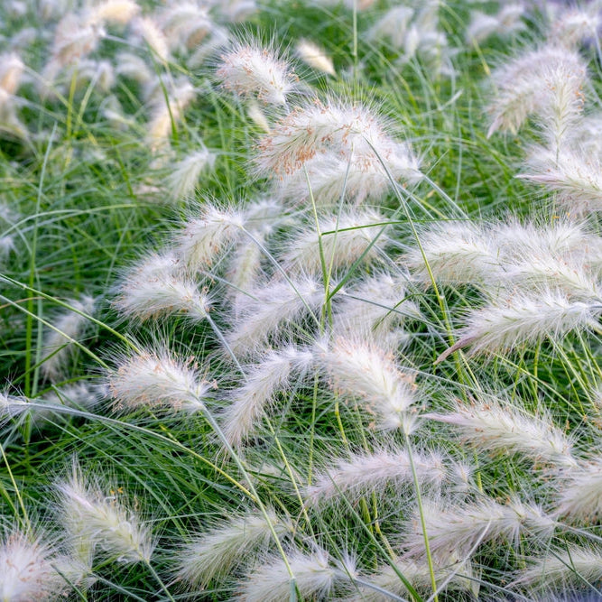 Dunborstgräs ´Fluffy´