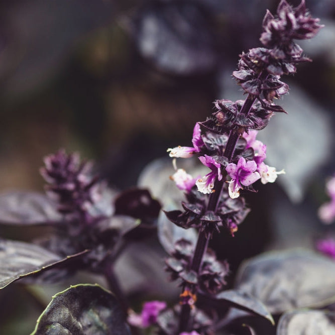 Purpurbasilika ´Dark Opal´