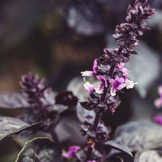 Purpurbasilika ´Dark Opal´