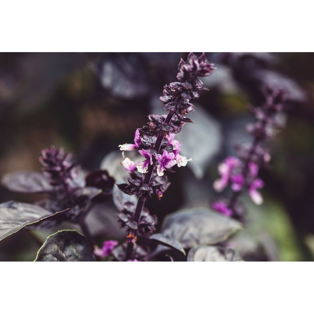 Purpurbasilika ´Dark Opal´