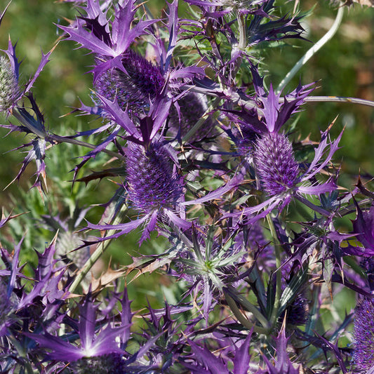 Purpurmartorn ´Purple Sheen´