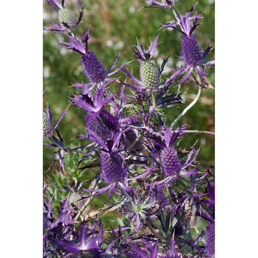 Purpurmartorn ´Purple Sheen´
