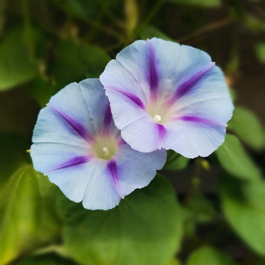 Purpurvinda ´Blue Star´