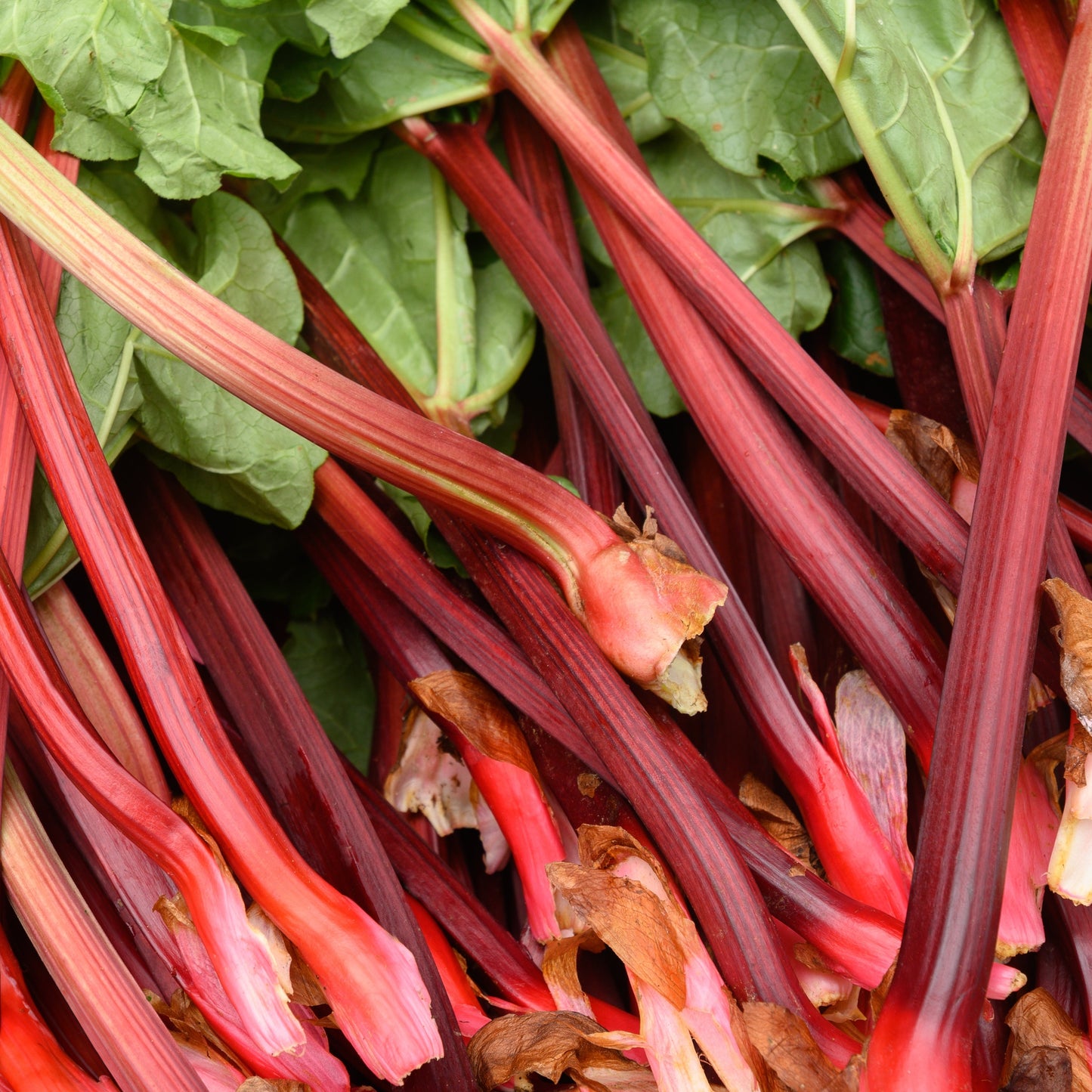 Rabarber ´Glaskins Perpetual´