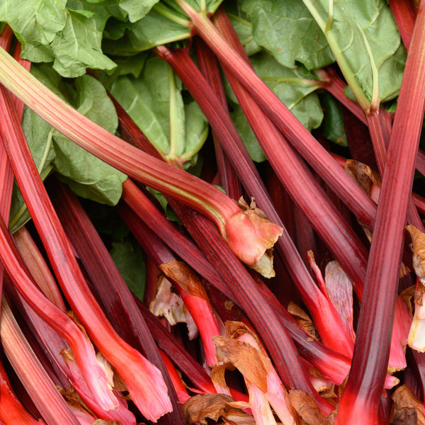 Larper Rhabarber Rabarber ´Glaskins Perpetual´ - Köp frön till rabarber hos Soil & Seeds!