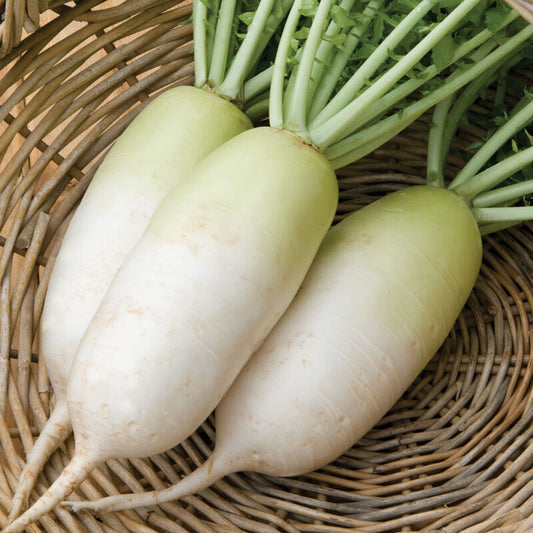 Daikon/Asiatisk rättika ´Alpine´ F1