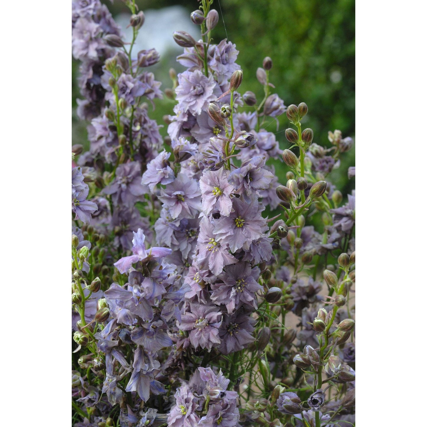 Riddarsporre ´Misty Lavender´