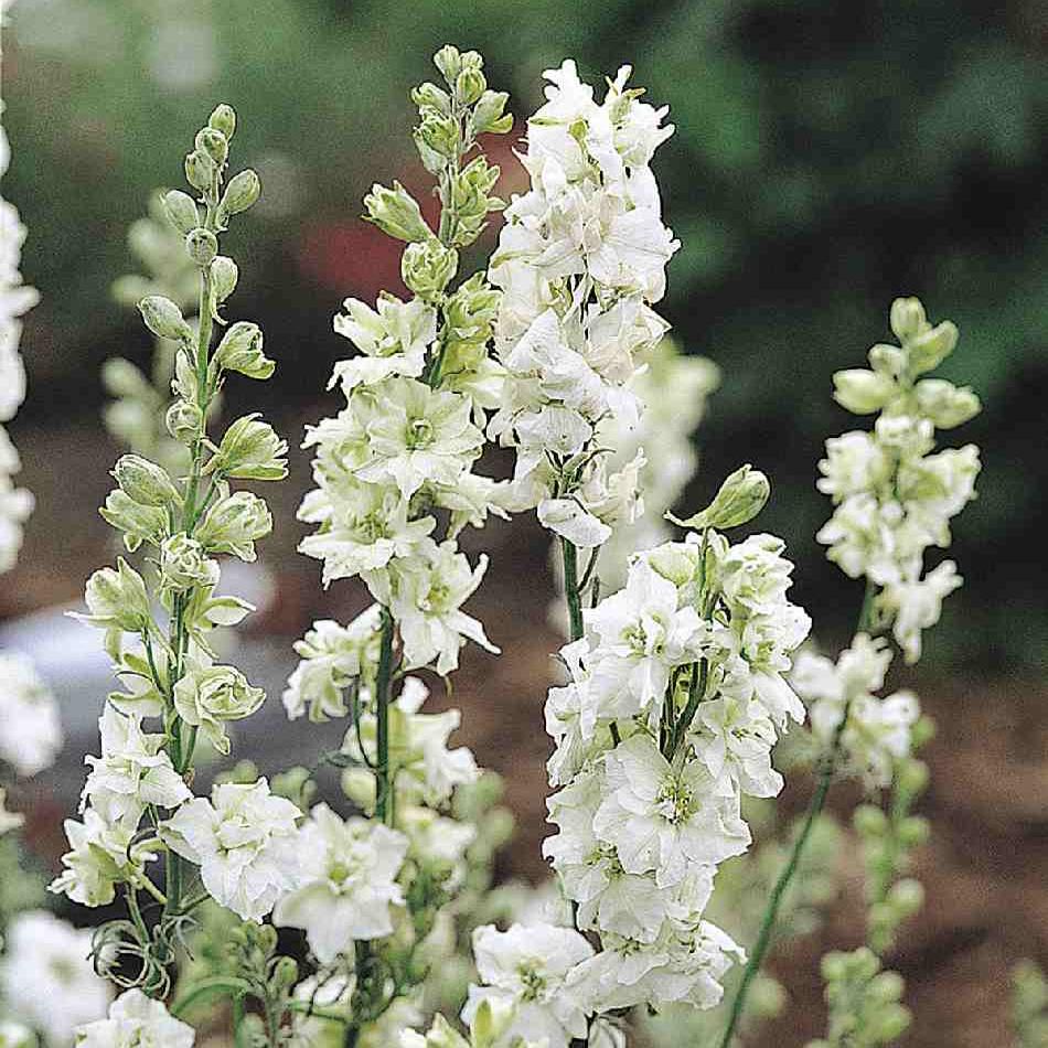 Riddarsporre ´Qis White´