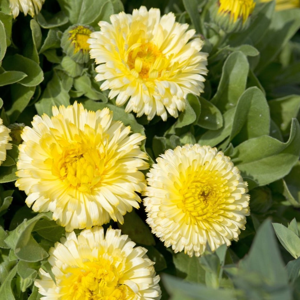 Ringblomma ’Double Lemon’