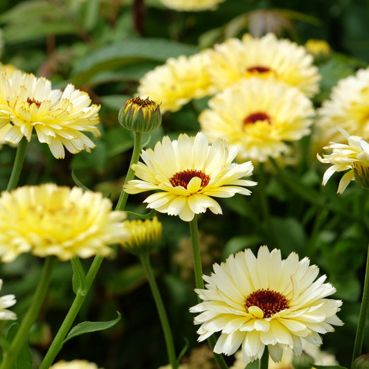 Ringblomma ´Ivory Princess´