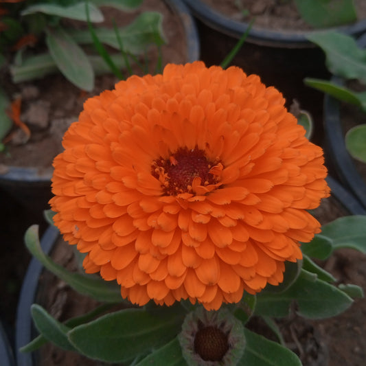 Ringblomma ´Orange King´