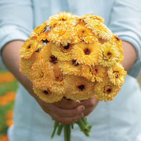 Ringblomma ´Pacific Apricot Beauty´