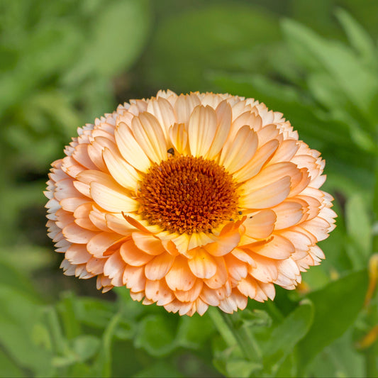 Ringblomma ´Pink Surprise´