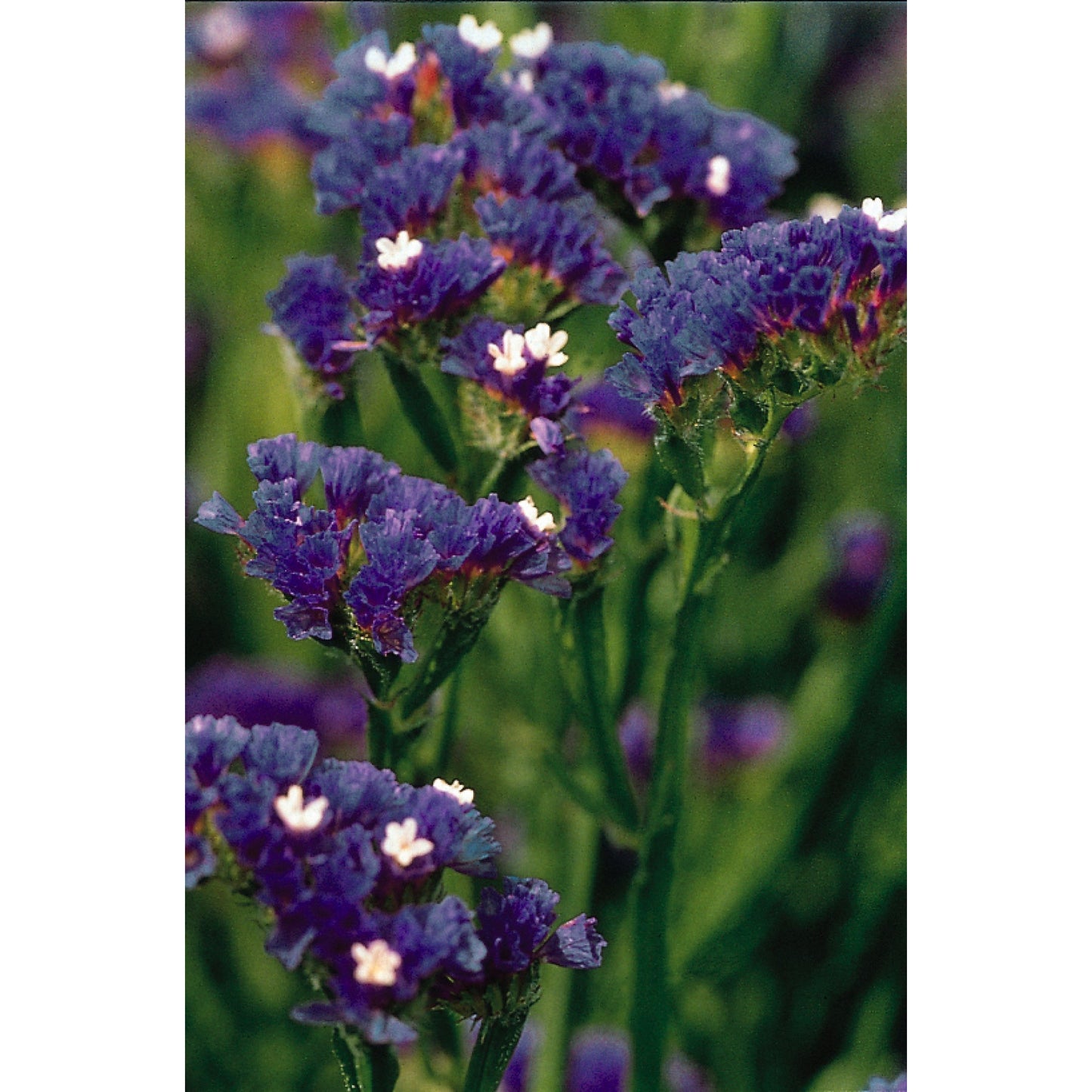 Risp ´Qis Dark Blue´